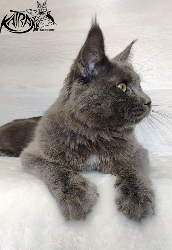 Katran Graf Grey - Junior maine-coon 9 months