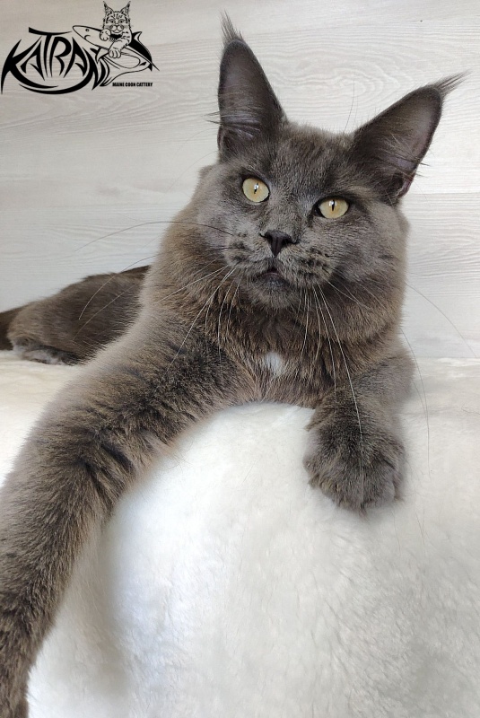 Katran Graf Grey - Junior maine-coon 9 months