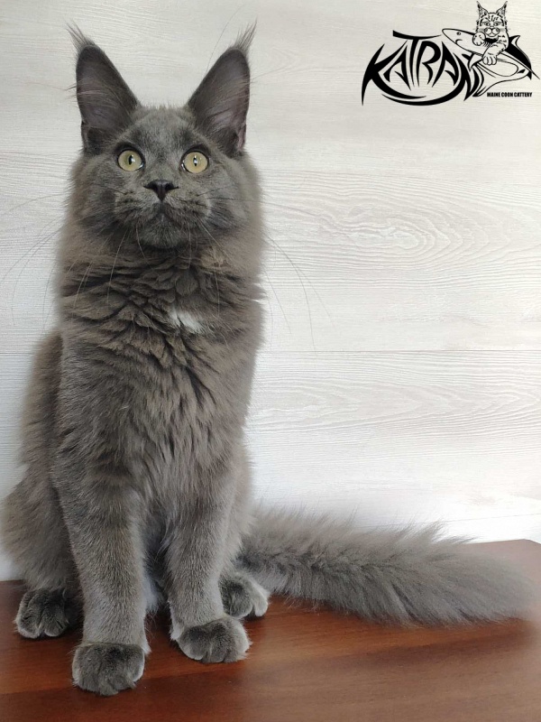Katran Graf Grey - Kitten maine-coon 5 months