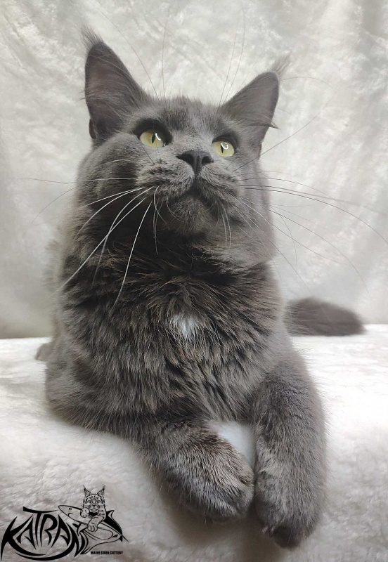 Katran Graf Grey - Adult maine-coon 11 months