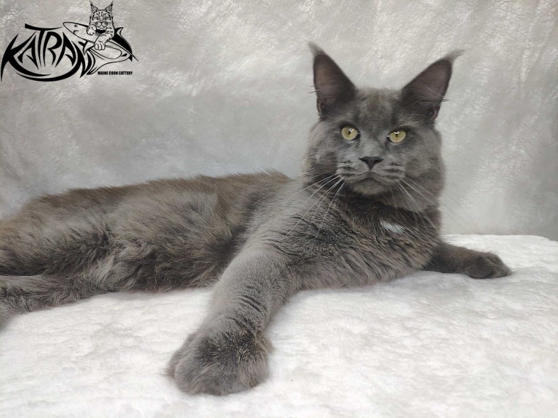 Katran Graf Grey - Adult maine-coon 11 months