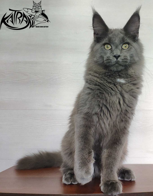 Katran Graf Grey - Kitten maine-coon 5 months