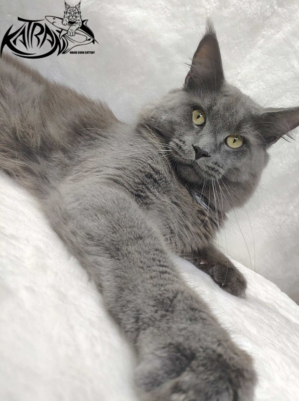 Katran Graf Grey - Adult maine-coon 11 months
