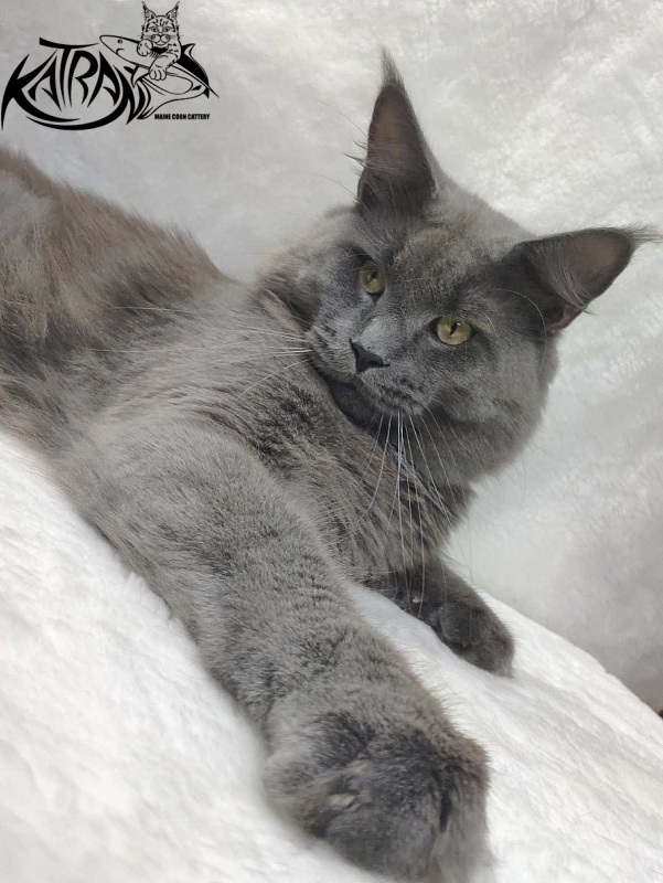 Katran Graf Grey - Adult maine-coon 11 months