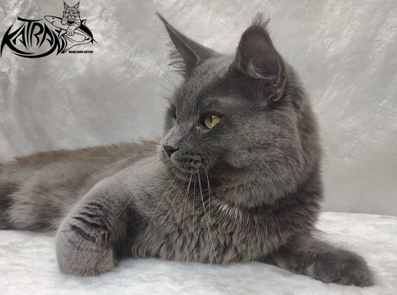 Katran Graf Grey - Adult maine-coon 11 months