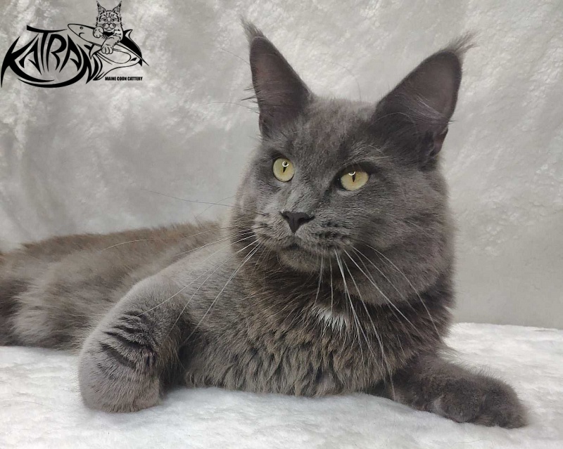 Katran Graf Grey - Adult maine-coon 11 months