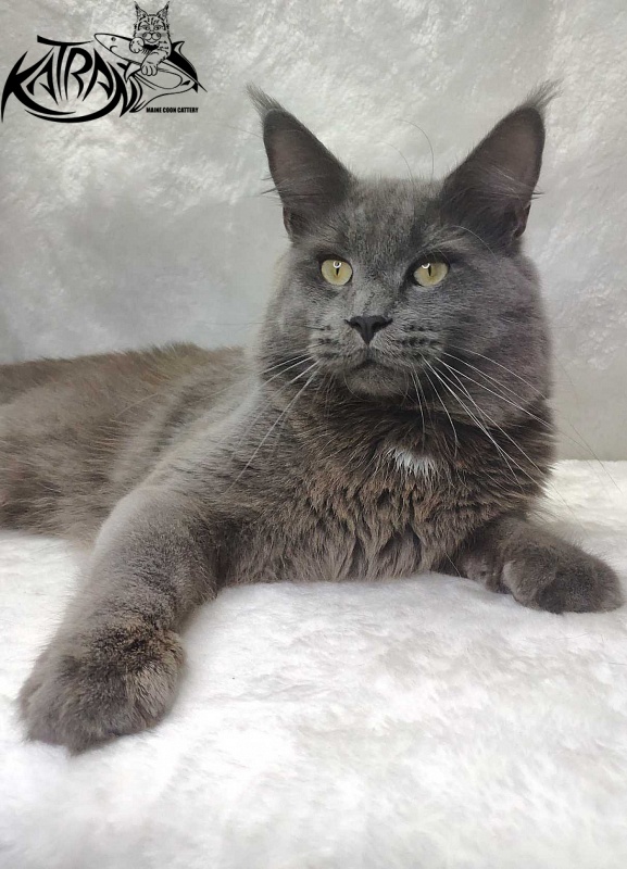 Katran Graf Grey - Adult maine-coon 11 months