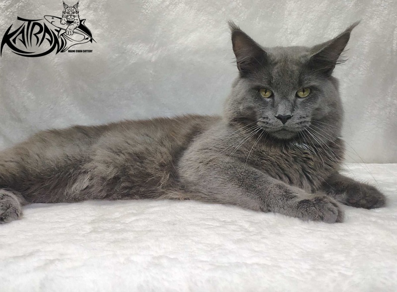 Katran Graf Grey - Adult maine-coon 11 months