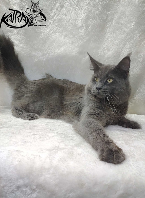 Katran Graf Grey - Adult maine-coon 11 months