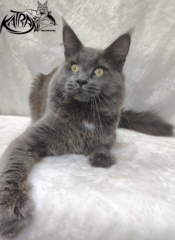 Katran Graf Grey - Adult maine-coon 11 months