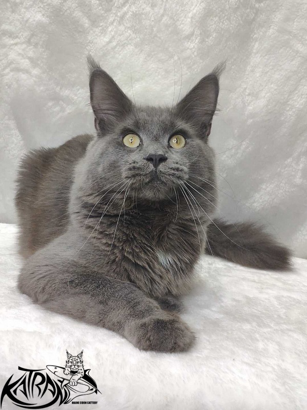 Katran Graf Grey - Adult maine-coon 11 months