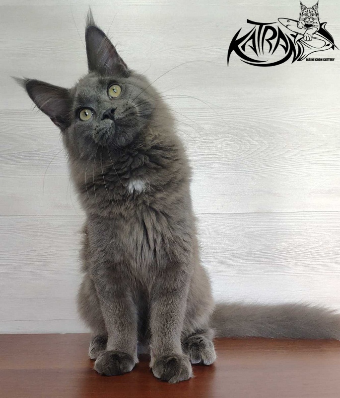 Katran Graf Grey - Kitten maine-coon 5 months
