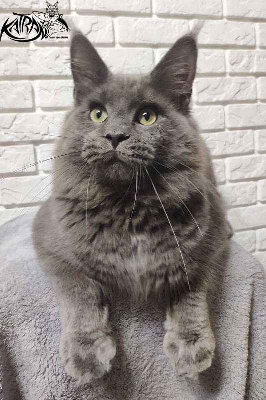 Katran Graf Grey - Junior maine-coon 7 months