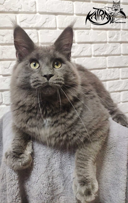 Katran Graf Grey - Junior maine-coon 7 months
