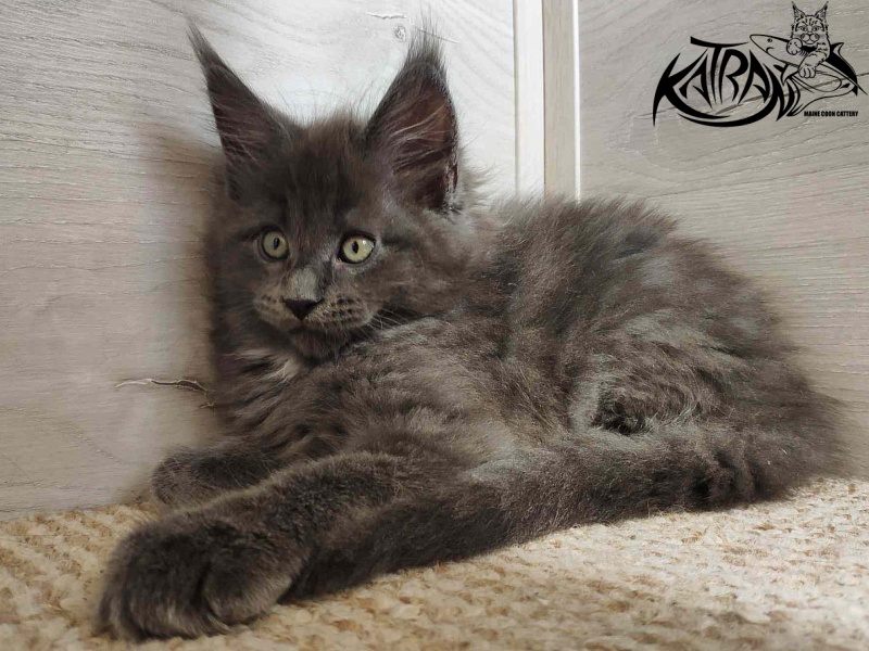 Katran Georgy - Kitten maine-coon 2 months