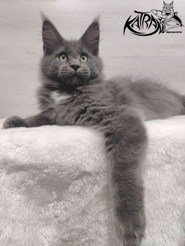 Katran Georgy - Kitten maine-coon 3 months