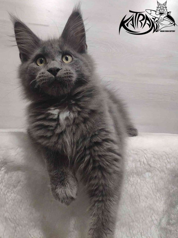 Katran Georgy - Kitten maine-coon 3 months