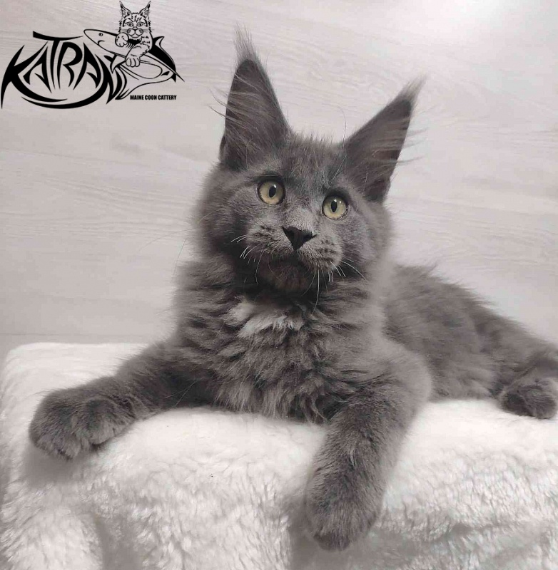 Katran Georgy - Kitten maine-coon 3 months