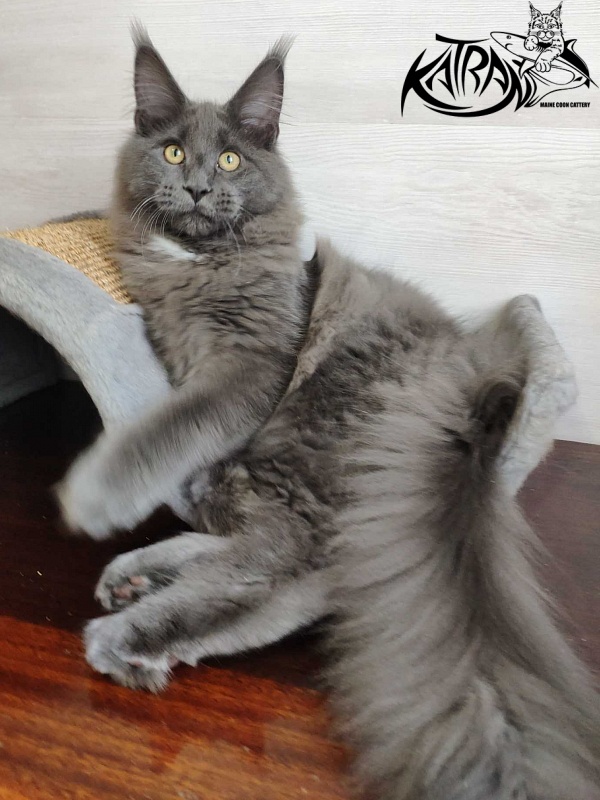 Katran Georgy - Kitten maine-coon 5 months