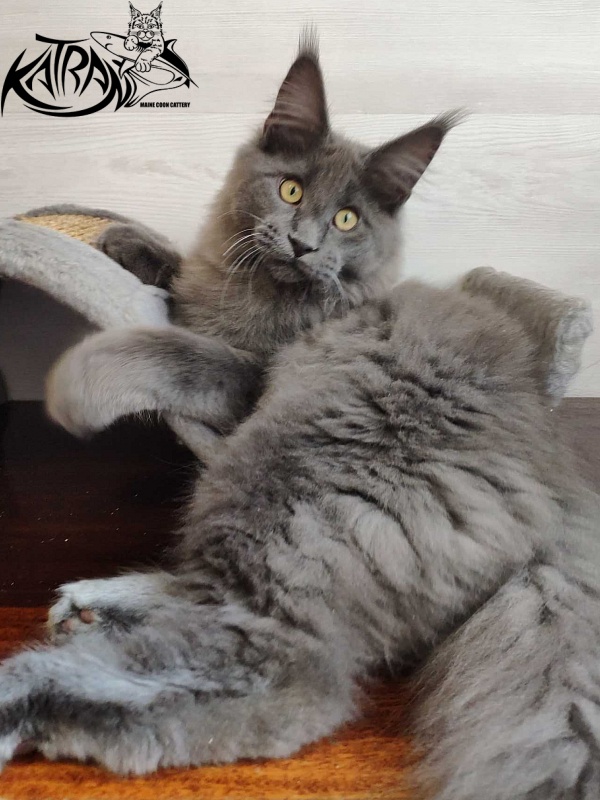 Katran Georgy - Kitten maine-coon 5 months