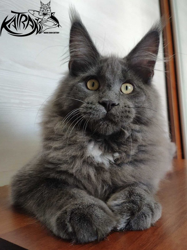 Katran Georgy - Kitten maine-coon 5 months
