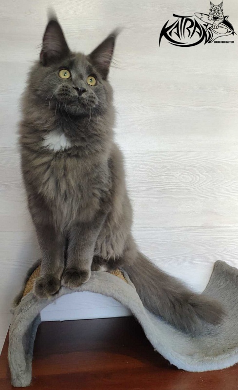Katran Georgy - Kitten maine-coon 5 months