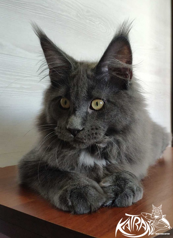 Katran Georgy - Kitten maine-coon 5 months