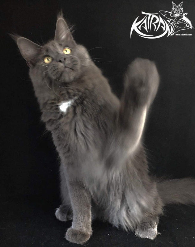 Katran Georgy - Junior maine-coon 8 months