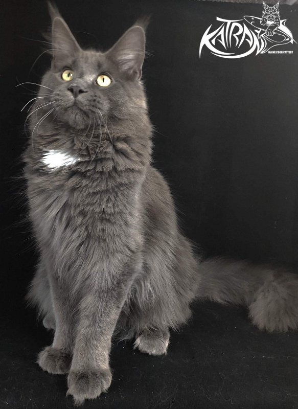 Katran Georgy - Junior maine-coon 8 months