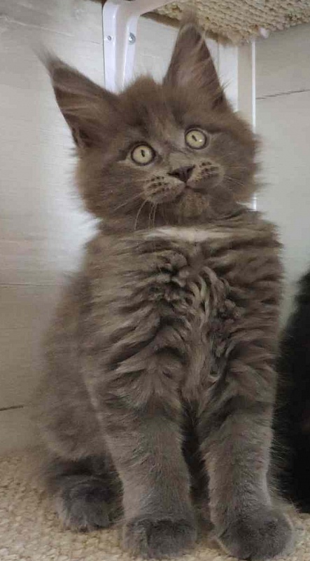 Katran Georgy - Kitten maine-coon 2 months