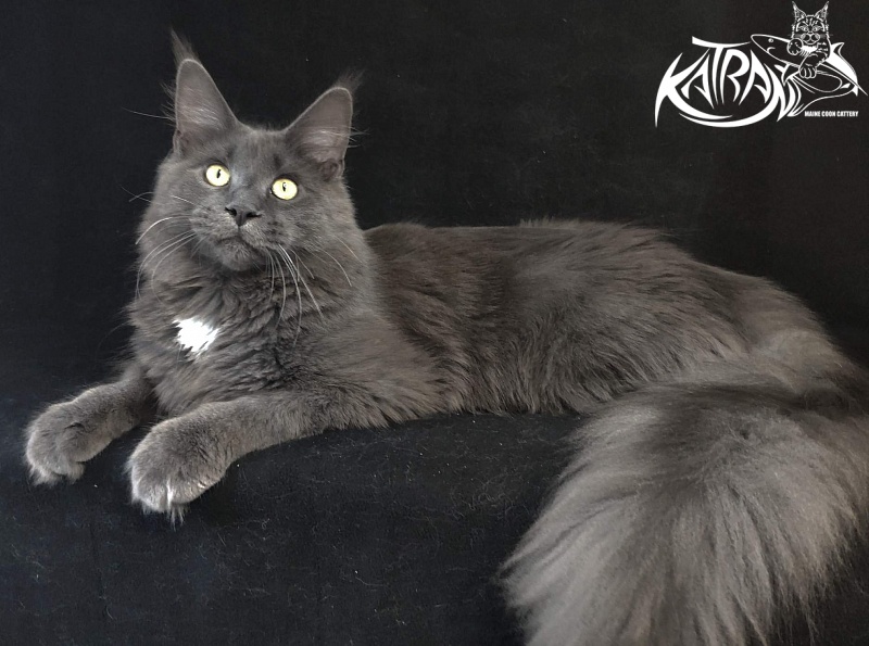 Katran Georgy - Junior maine-coon 8 months