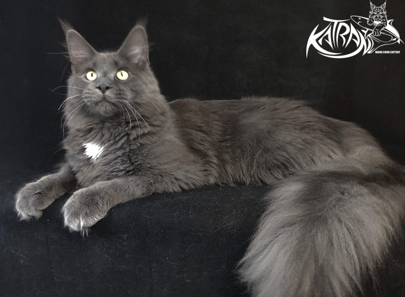 Katran Georgy - Junior maine-coon 8 months