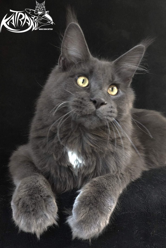 Katran Georgy - Junior maine-coon 8 months
