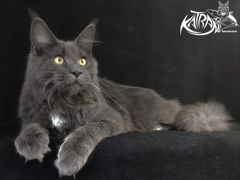 Katran Georgy - Junior maine-coon 8 months
