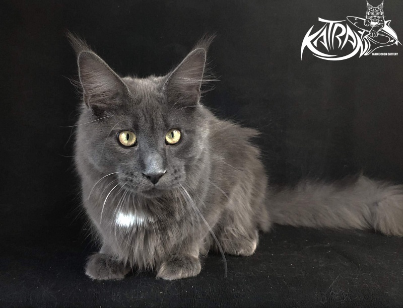 Katran Georgy - Junior maine-coon 8 months