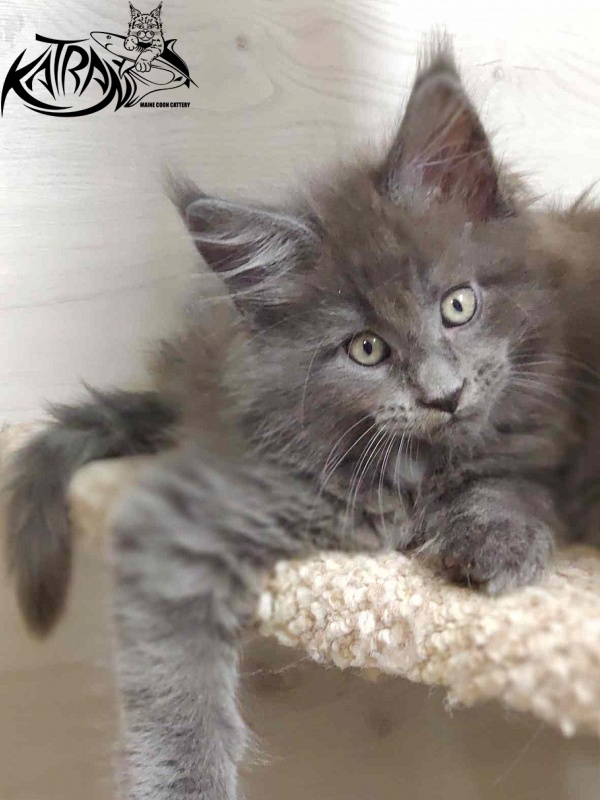 Katran Georgy - Kitten maine-coon 2 months