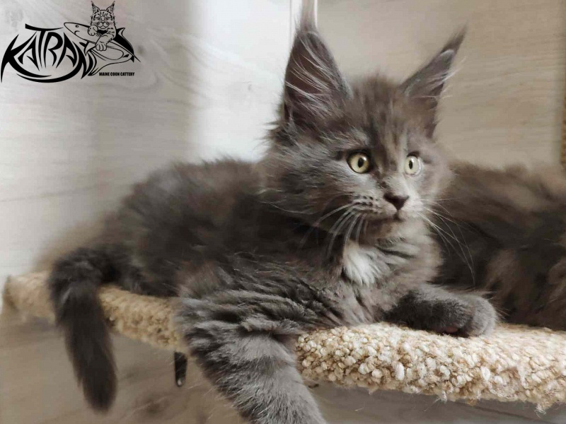 Katran Georgy - Kitten maine-coon 2 months