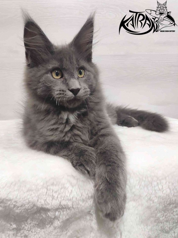 Katran Georgy - Kitten maine-coon 3 months