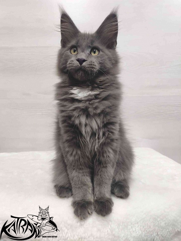 Katran Georgy - Kitten maine-coon 3 months