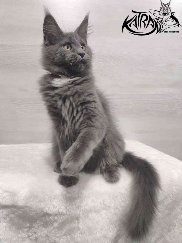 Katran Georgy - Kitten maine-coon 3 months