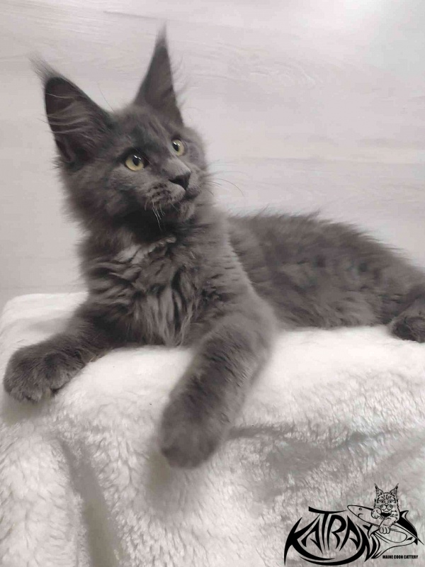Katran Georgy - Kitten maine-coon 3 months