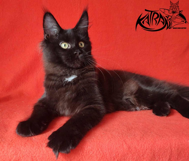 Katran Gera - Kitten maine-coon 4 months