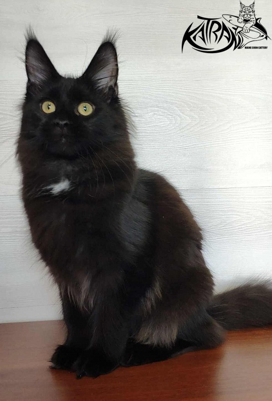 Katran Gera - Kitten maine-coon 5 months