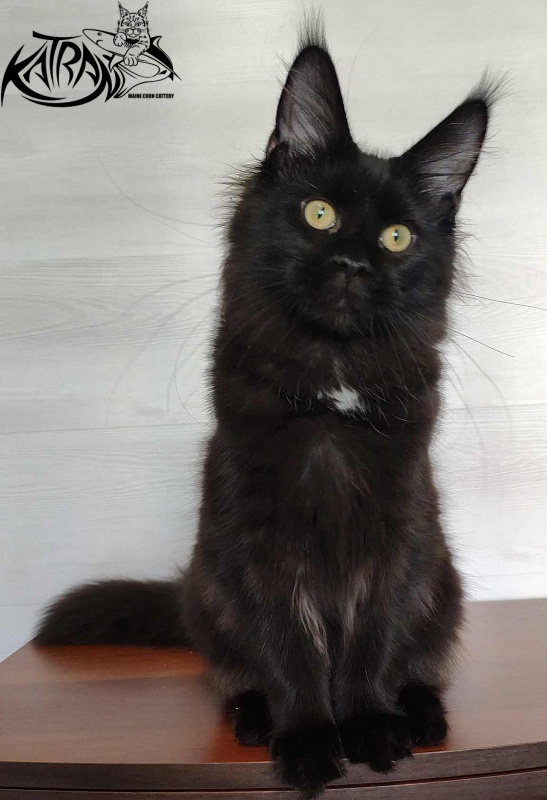 Katran Gera - Kitten maine-coon 5 months