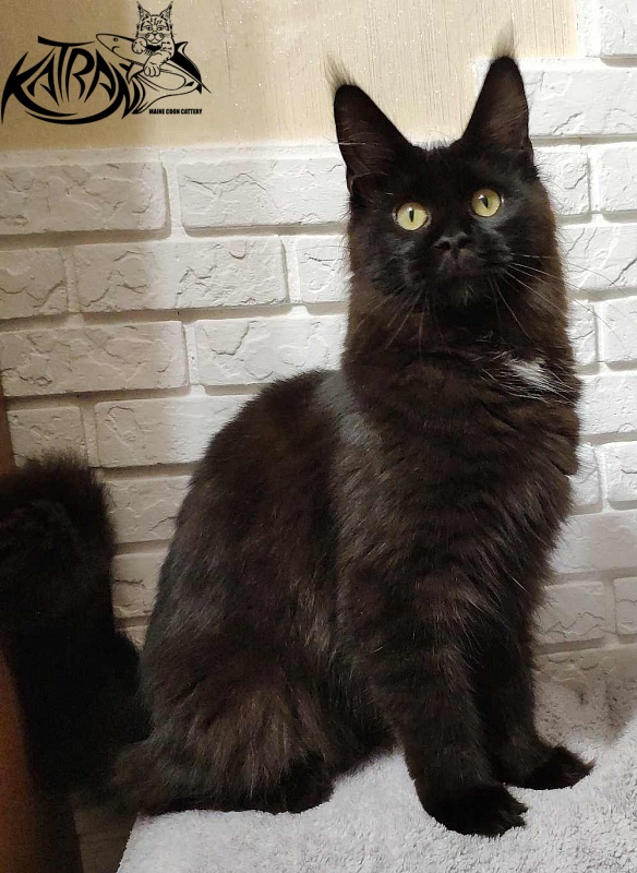 Katran Gera - Junior maine-coon 7 months