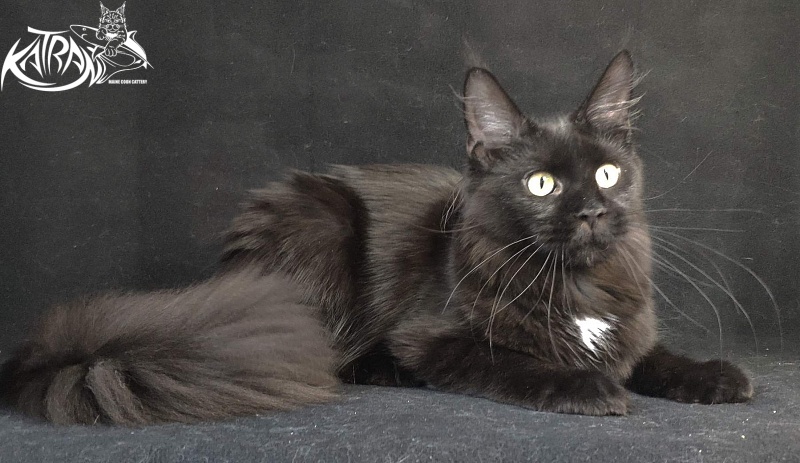 Katran Gera - Junior maine-coon 8 months
