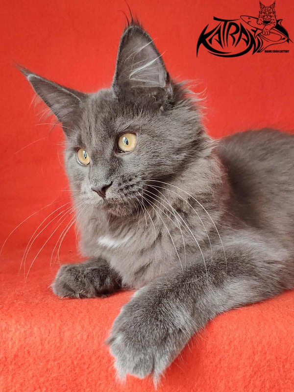 Katran Genevieve - Kitten maine-coon 4 months