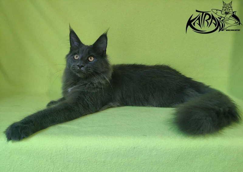 Katran Genevieve - Kitten maine-coon 6 months