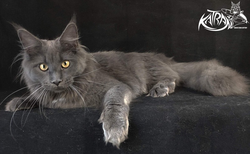 Katran Genevieve - Junior maine-coon 8 months