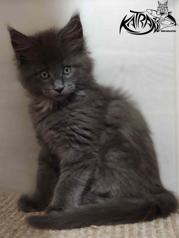 Katran Genevieve - Kitten maine-coon 2 months